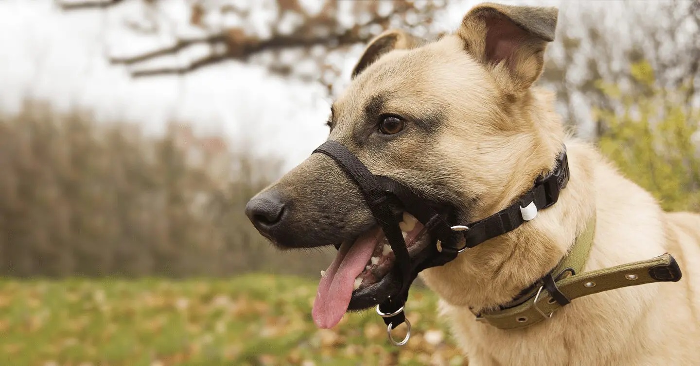Anti Bark Collars for Dog Training: A Useful Tool in Canine Behaviour Modification