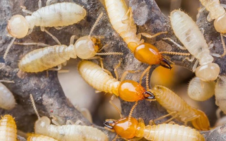 Eco-friendly Termite Treatments for a Safer, Greener Singapore