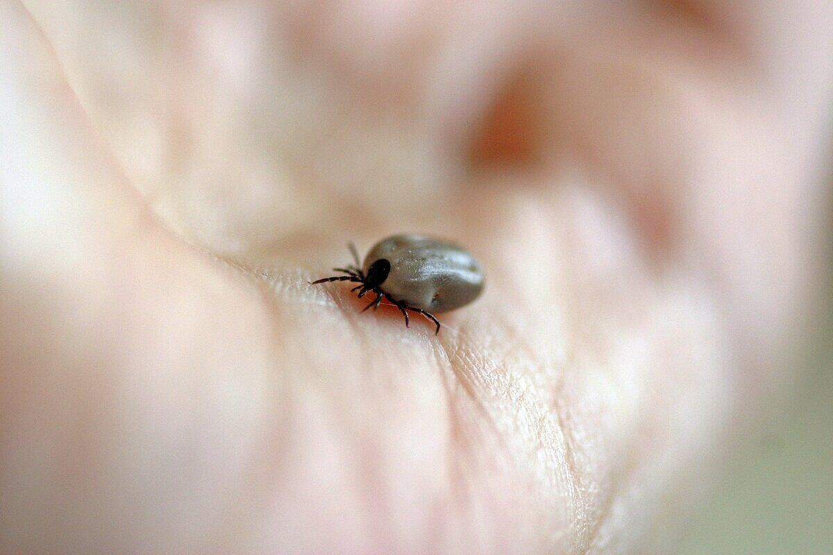 Why Living Near The Metuchen Greenway Means More Ticks In Your Yard 